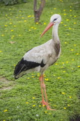 Stork on the grass