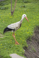 Stork.