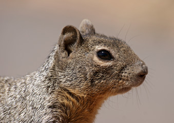 Rock Squirrel Close-Up – Grand Canyon