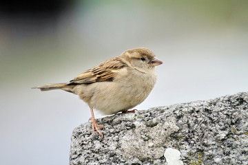 Sparrow portrait