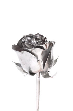 The photo of beautiful silver rose