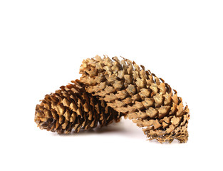 Golden large pine cones.