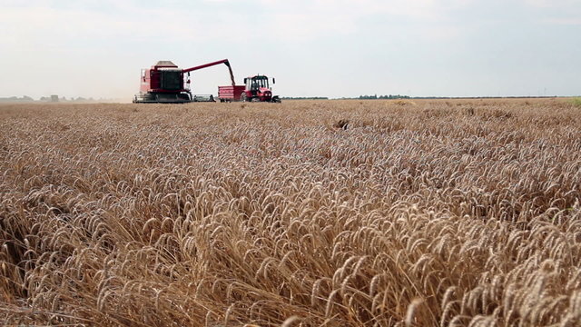 Combine Harvester in Wheat Field