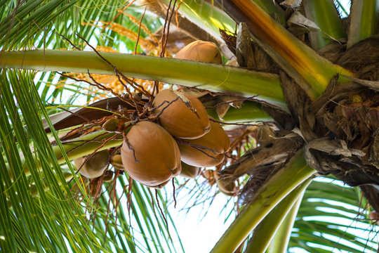 Coconuts on a palm tree