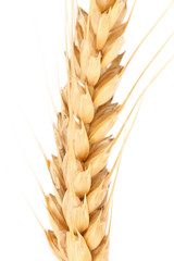 Ear of wheat. Macro.