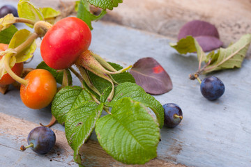 Farbenfrohe Hagebutten und Schlehen im Herbst