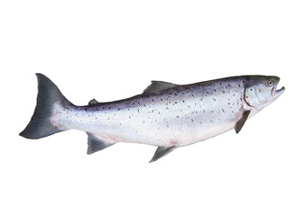 big salmon - 55389942