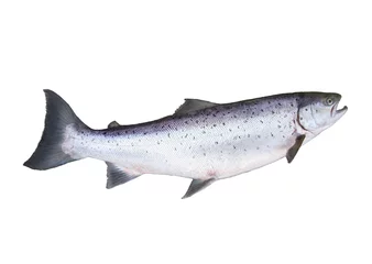 Stickers pour porte Pêcher big salmon