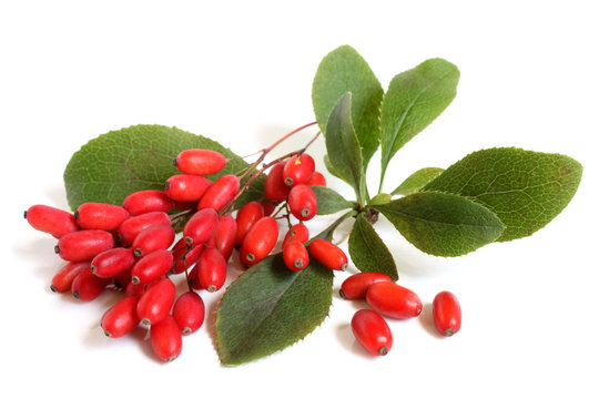 Image of Barberry. Ripe barberries on branch with green leaves