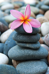 Fototapeta na wymiar frangipani on pebbles and rocks for spa purpose