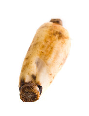 Lotus root on the white background