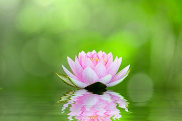 water lily , lotus on water with reflections