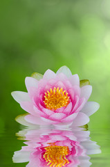 Fototapeta premium water lily , lotus on water with reflections