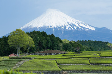 Mt. Fuji and Japanese green tea field - obrazy, fototapety, plakaty