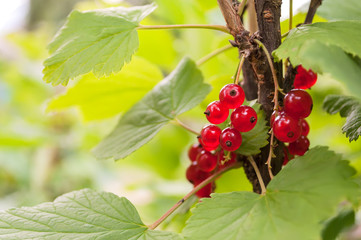 Red Currant berries on a bush closeup