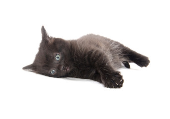 Cute black kitten