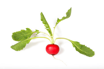 Radish with tops