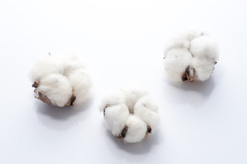 白背景に綿花
