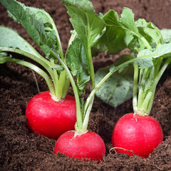 Three radishes