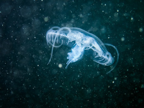 Freshwater jellyfish (Craspedacusta sowerbyi )