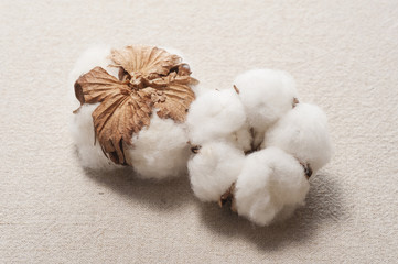 綿の実のアップ