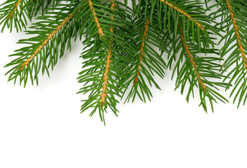 fir tree branches isolated on white
