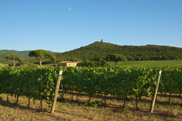 Italian farm whit vineyard and historical tower in italy, tuscan - obrazy, fototapety, plakaty