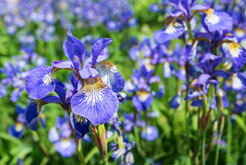 Closeup of flowering Siberian Iris plants