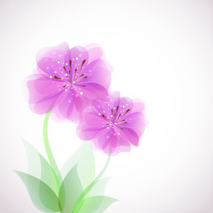 lilie © krissikunterbunt