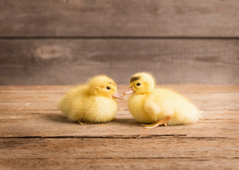 Duckling on wooden background