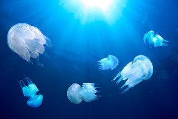 Fototapeta premium Jellyfish (Rhizostoma pulmo) in deep blue water, Black Sea