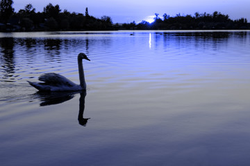 Lonely swan