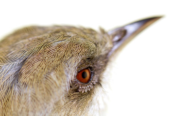 tête d'oiseau, Zosterops borbonicus borbonicus