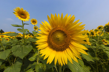 Sunflower075