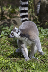 Ring-tailed lemur