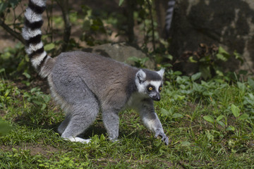 Naklejka premium Ring-tailed lemur