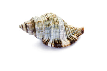 Obraz premium Spiral seashell