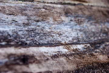 wood damaged by bark beetle