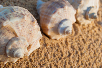 seashells on the beach