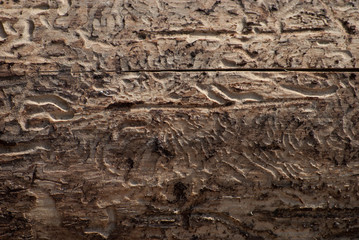wood damaged by bark beetle