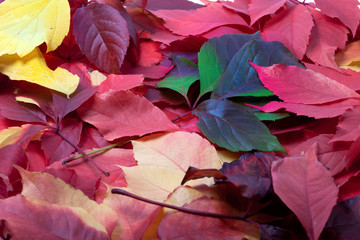 Background of multicolor autumn leaves