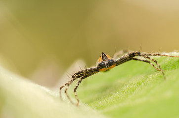Spider in green leaf background