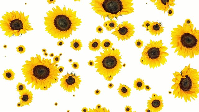 Falling Sunflowers