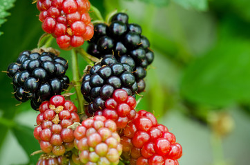 Reifende Brombeeren