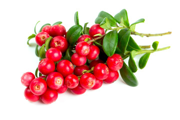 cowberries isolated on white background