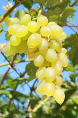 white grape