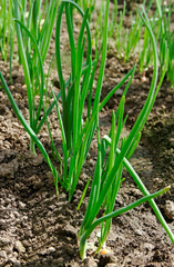Obraz premium Growing onion.