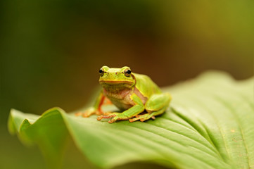 Frog