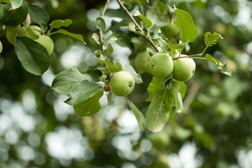 ripe apples
