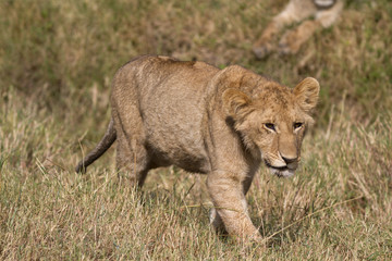 Portrait of a walking wild lion